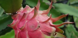 ಡ್ರ್ಯಾಗನ್ ಫ್ರೂಟ್ಗೆ ಹೊಸ ನಾಮಕರಣ ಹೆಸರೇನು ಗೊತ್ತಾ?