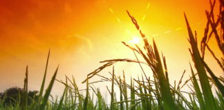 ಸಂಕ್ರಾಂತಿಯ ಸಡಗರ