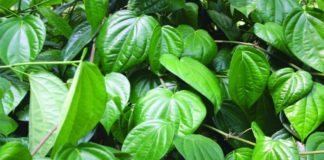 ಔಷಧಗಳ ಆಗರ ವೀಳ್ಯದೆಲೆ