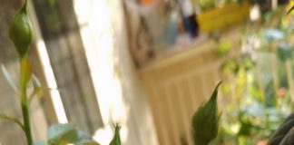 ಸದಾ ನಸುನಗುತ ಬಾಳುವ ಹೂವು ನಮಗೇಕೆ ಮಾದರಿಯಾಗಬಾರದು?