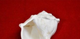 ಶಂಖವನ್ನು ಮನೆಯಲ್ಲಿ ಹೇಗೆ ಬೇಕೋ ಹಾಗೆ ಇಡುವುದು ಒಳ್ಳೆಯದಲ್ಲ