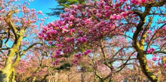 ಯುಗಾದಿ ಸಂಕಲ್ಪ