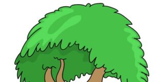 ಸ್ವಾನುಭವ