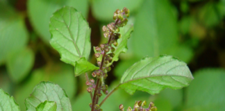 ತುಳಸಿ ಗಿಡದಲ್ಲಾಗುವ ಬದಲಾವಣೆಗಳಿಂದ ಮುಂದೆ ಮನೆಯಲ್ಲಿ ನಡೆಯುವ ಪರಿಣಾಮಗಳ ಬಗ್ಗೆ ಹೇಳಬಹುದಂತೆ…