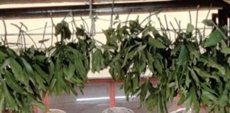 ಧ್ರುವಾಂಶ ಸಂಭೂತ ಶ್ರೀ ಶ್ರೀಪಾದರಾಯರು