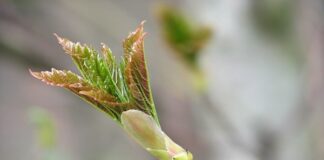 ಭರವಸೆಯ ಬೆಳದಿಂಗಳು (ಬೆಳಕು)