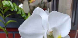 ಮಳೆಗಾಲದಲ್ಲಿ ಕುಂಡಗಳಲ್ಲಿನ ಗಿಡಗಳನ್ನುಈ ರೀತಿ ಆರೈಕೆ ಮಾಡಿ