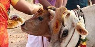 ಗೋ ಪೂಜೆ- ಗೋ ಸೇವೆ ಹೇಗೆ ಮಾಡಬೇಕು? ಅದರಿಂದೇನು ಫಲ?