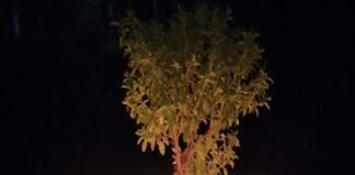 ಪರಿಸರದೊಳಗಿನ ದೀಪಾವಳಿ ಬೆಡಗು