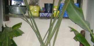 ಹಟ್ಟಿ ಹಬ್ಬದಾಚರಣೆಯ ನಂಬಿಕೆಗಳು