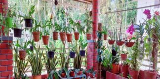 ಬಾಲ್ಕನಿಯಲ್ಲಿರಲಿ ಮನಕ್ಕೆ ಬಣ್ಣತುಂಬುವ ಬಣ್ಣದ ಹೂಗಳು