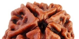 ಗಣೇಶ ರುದ್ರಾಕ್ಷಿ